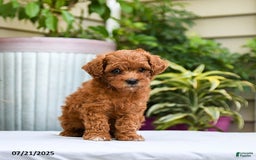 Toy Poodle dogs for sale: Lady - Image 1