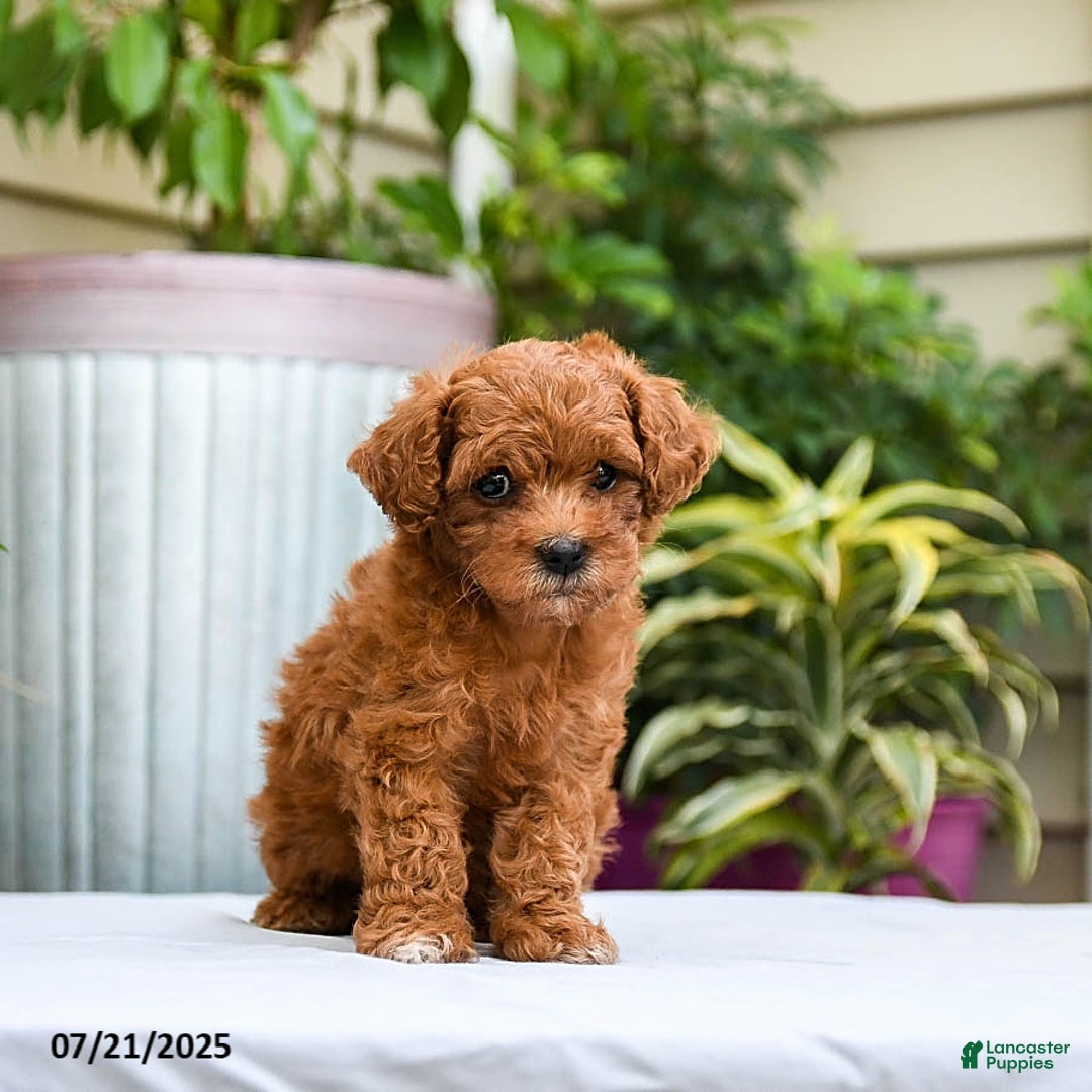 Toy Poodle dogs for sale: Lady - Image 1