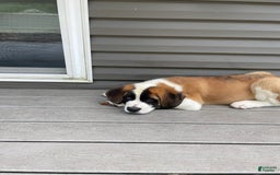 Saint Bernard dogs for sale: Maverick - Image 4