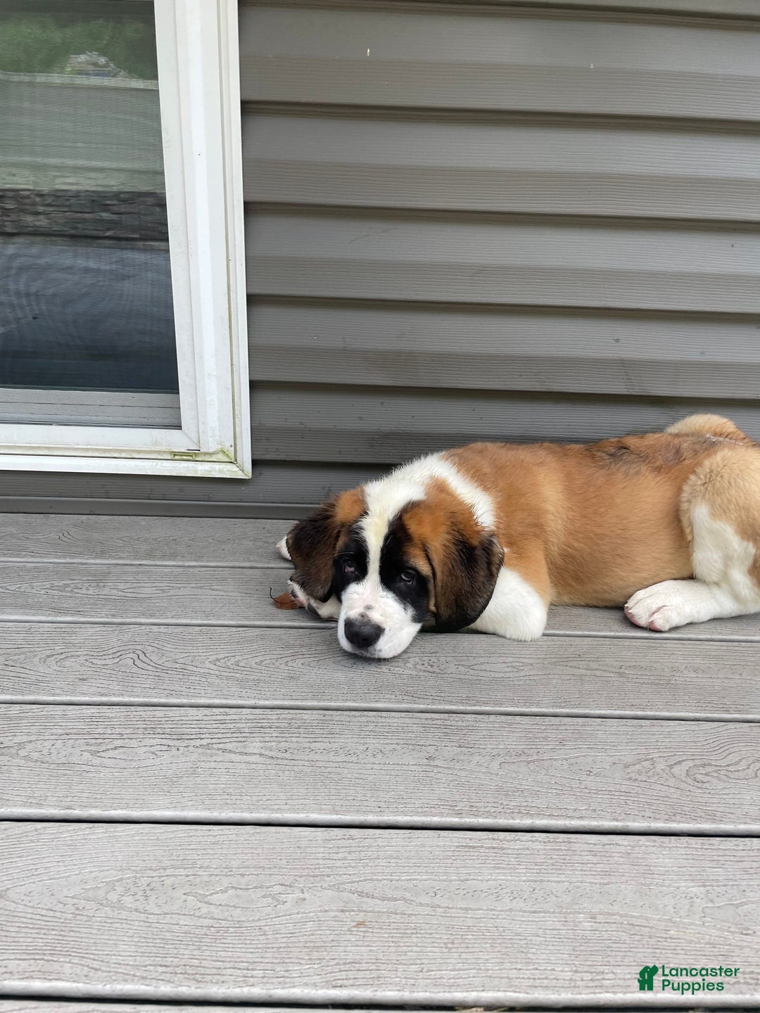 Saint Bernard dogs for sale: Maverick - Image 4