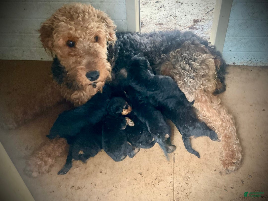 Airedale Terrier dogs for sale: Anchor - Image 4