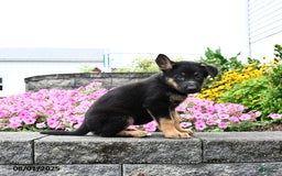 German Shepherd dogs for sale: Scarlet - Image 1