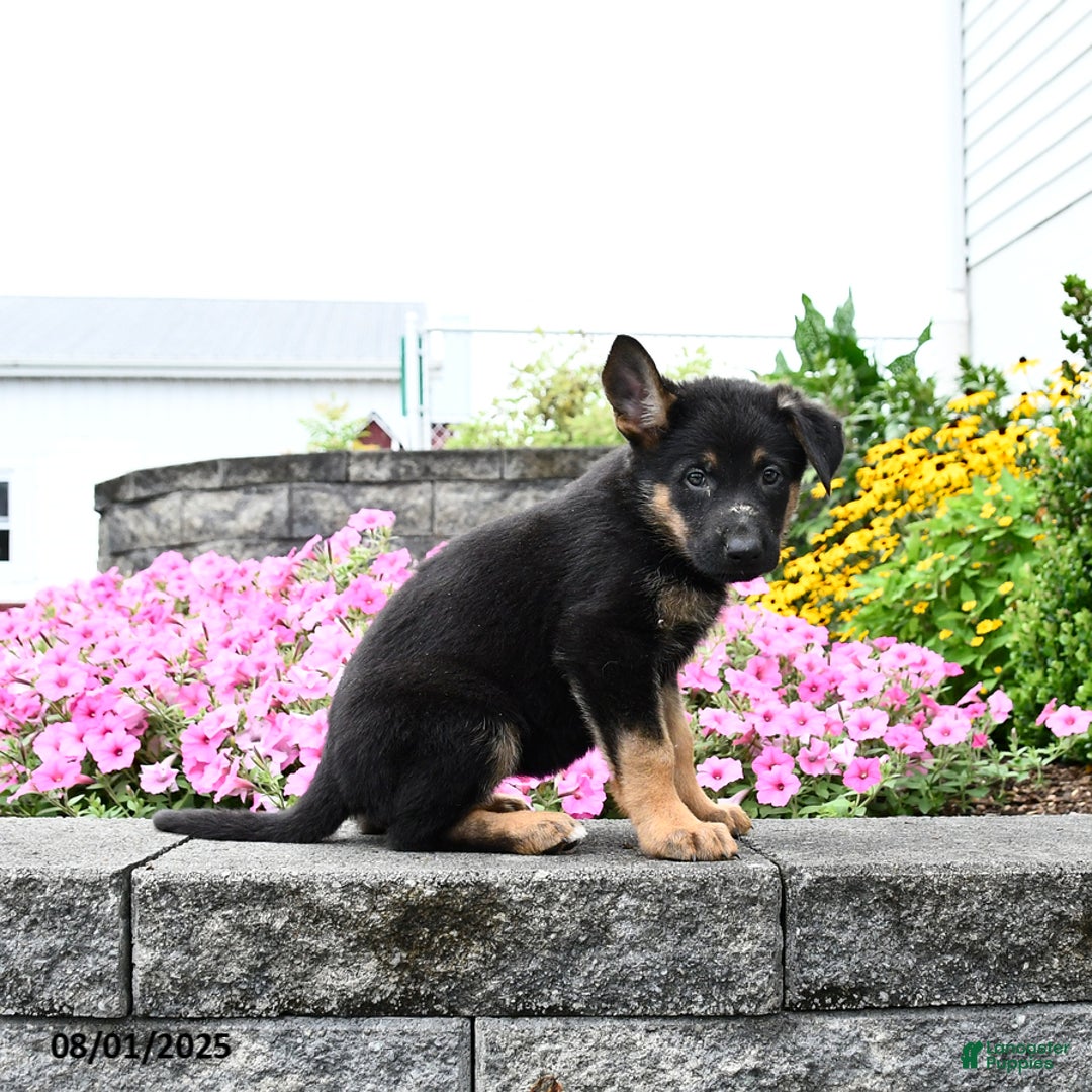 German Shepherd dogs for sale: Scarlet - Image 1