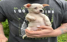Chihuahua dogs for sale: Bianca - Image 14