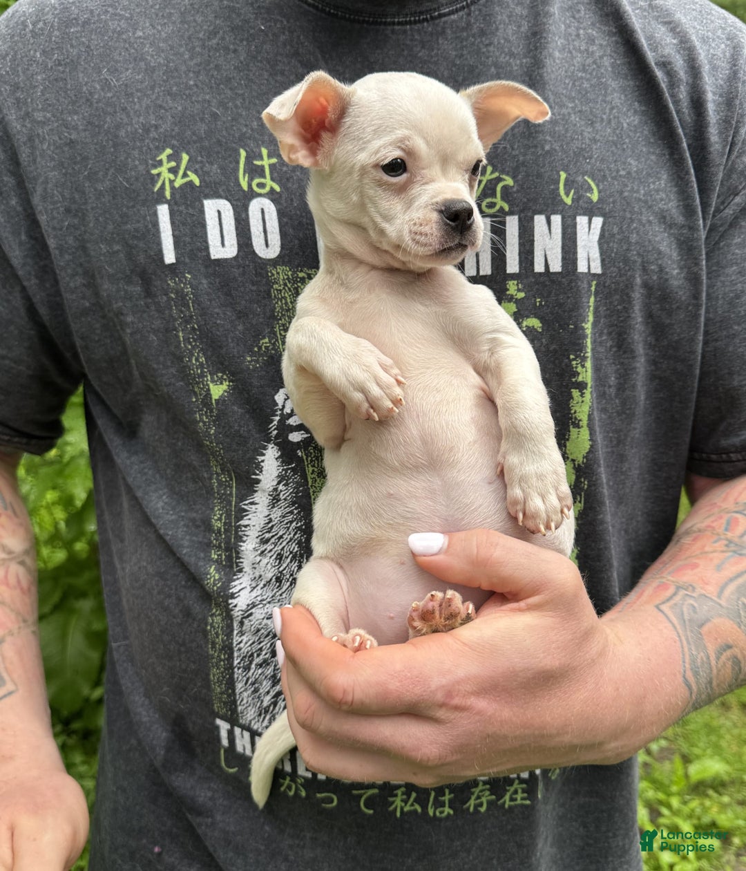 Chihuahua dogs for sale: Bianca - Image 14