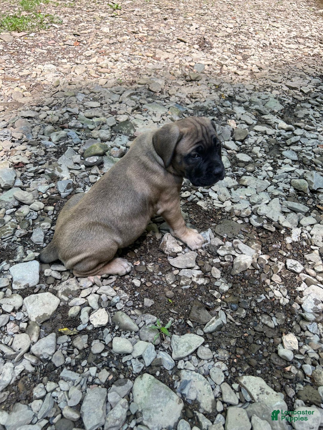 Cane Corso dogs for sale: Mandisa - Image 7
