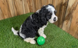 Cavapoo dogs for sale: Missy Boy 2 - Image 9