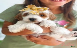 Mini Goldendoodle dogs for sale: Petite Elsa - Image 3