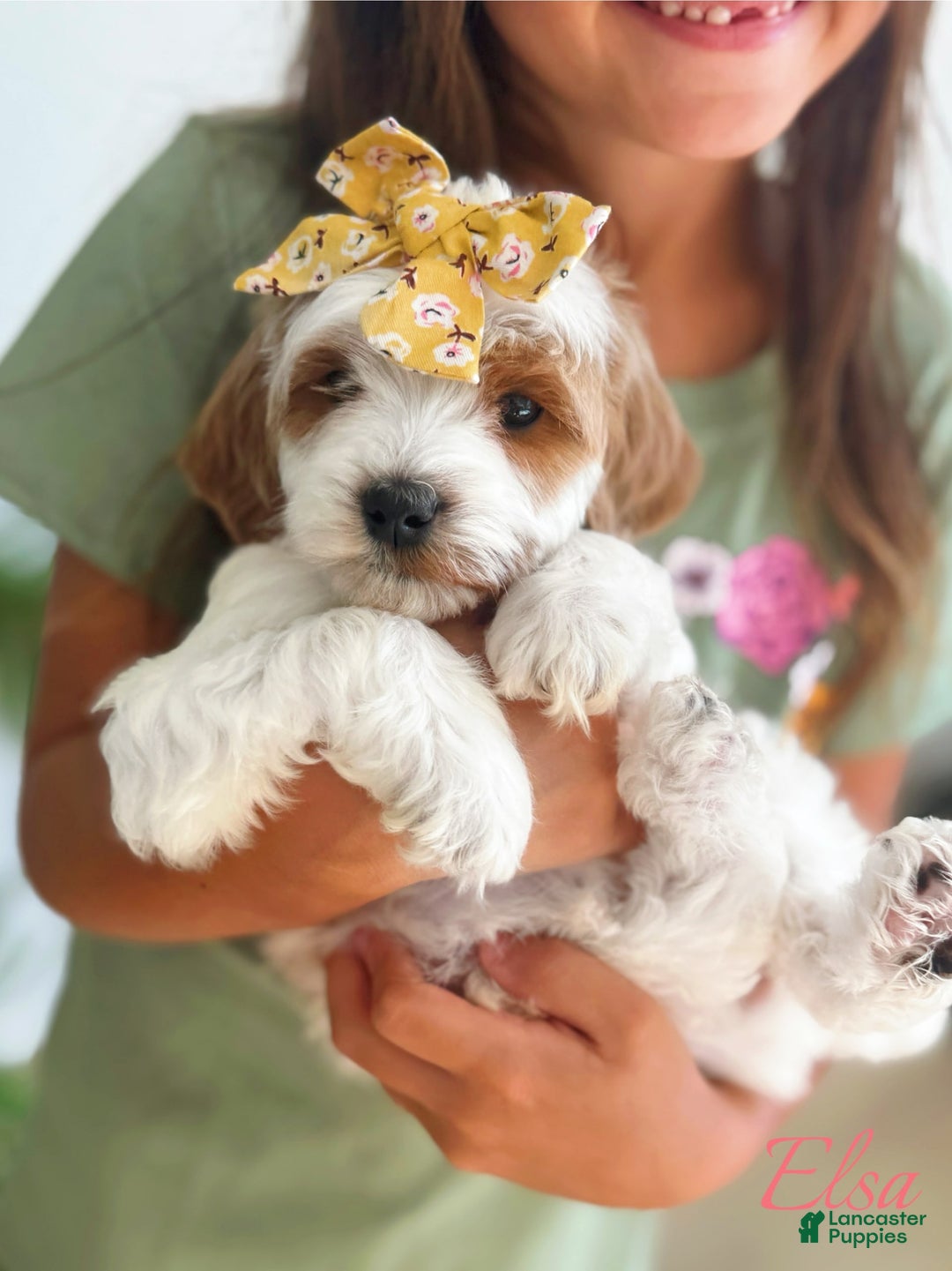 Mini Goldendoodle dogs for sale: Petite Elsa - Image 3