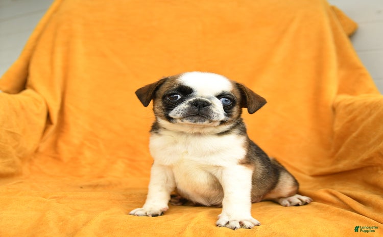 Pug dogs for sale - Ad 4