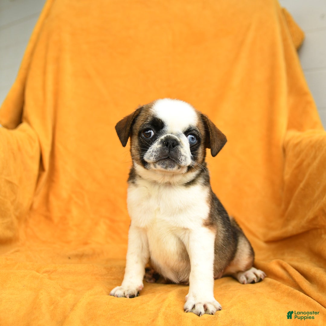 Pug dogs for sale: Pug 6 puppies - Image 1