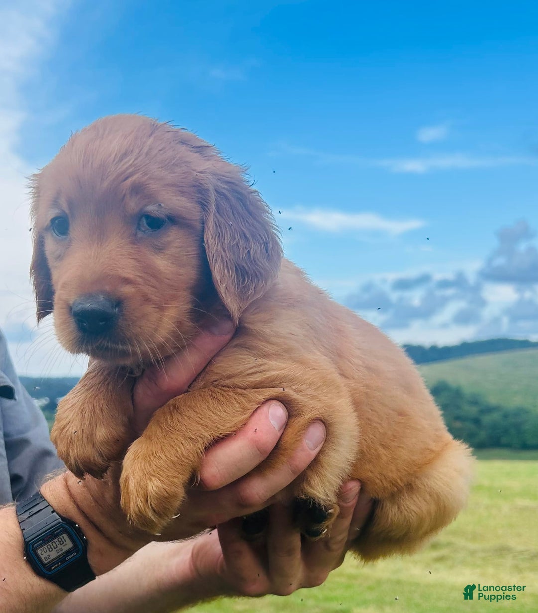 Golden Retriever dogs for sale: Meadow - Image 17