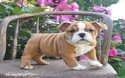 English Bulldog dogs for sale: Banjo - Image 3