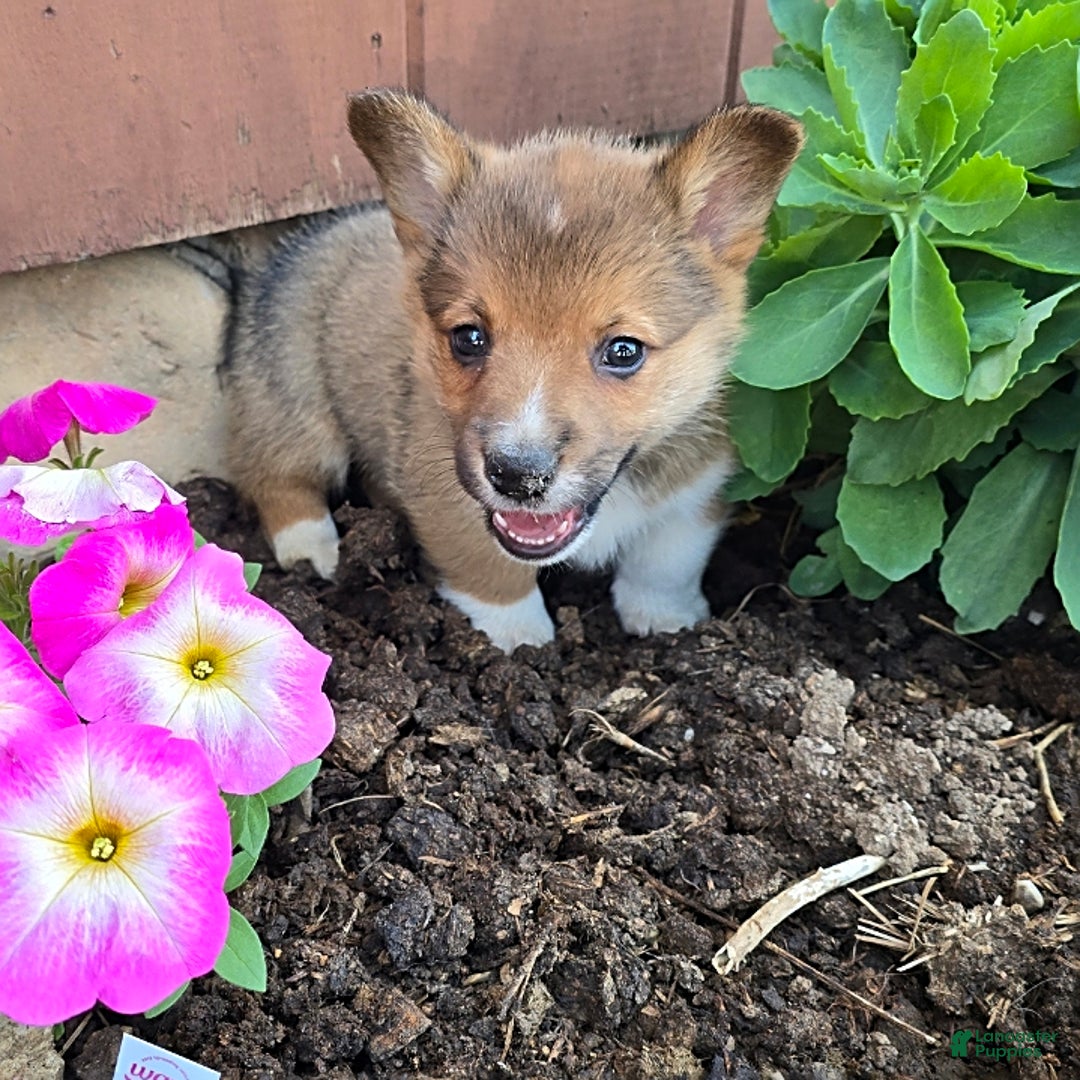 Welsh Corgi Pembroke dogs for sale: Bover - Image 7