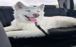 Siberian Husky dogs for sale: Bear - Image 1