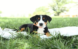 Greater Swiss Mountain Dog dogs for sale: Frances - Image 4