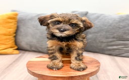 Yorkiepoo dogs for sale: Lacy - Image 4