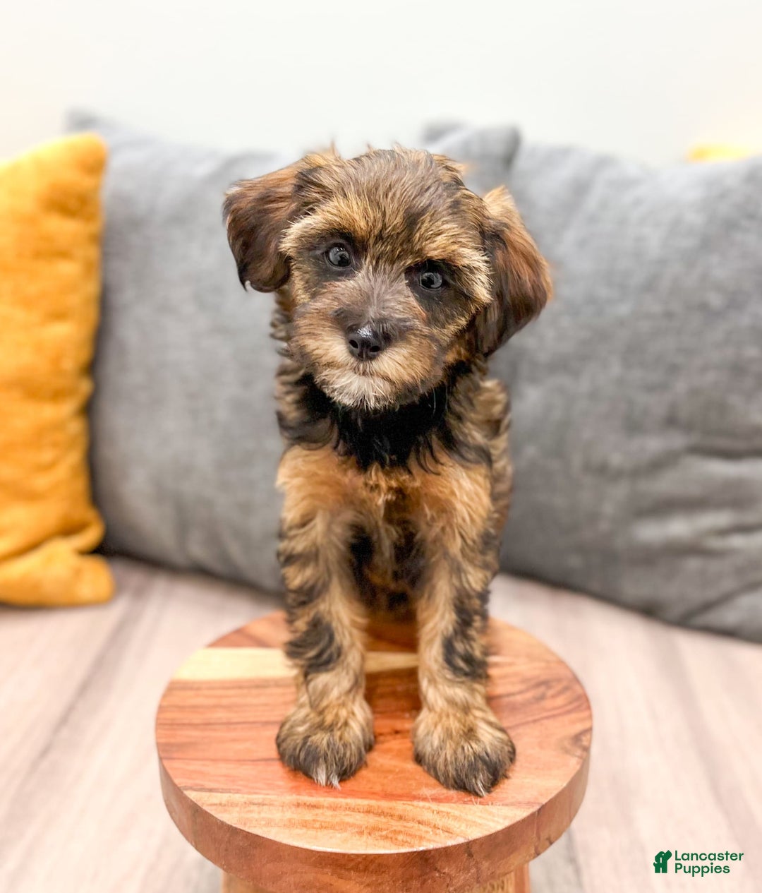 Yorkiepoo dogs for sale: Lacy - Image 4