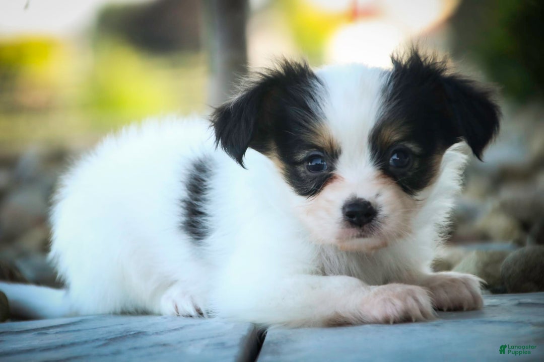 Papillon dogs for sale: Laramie - Image 3