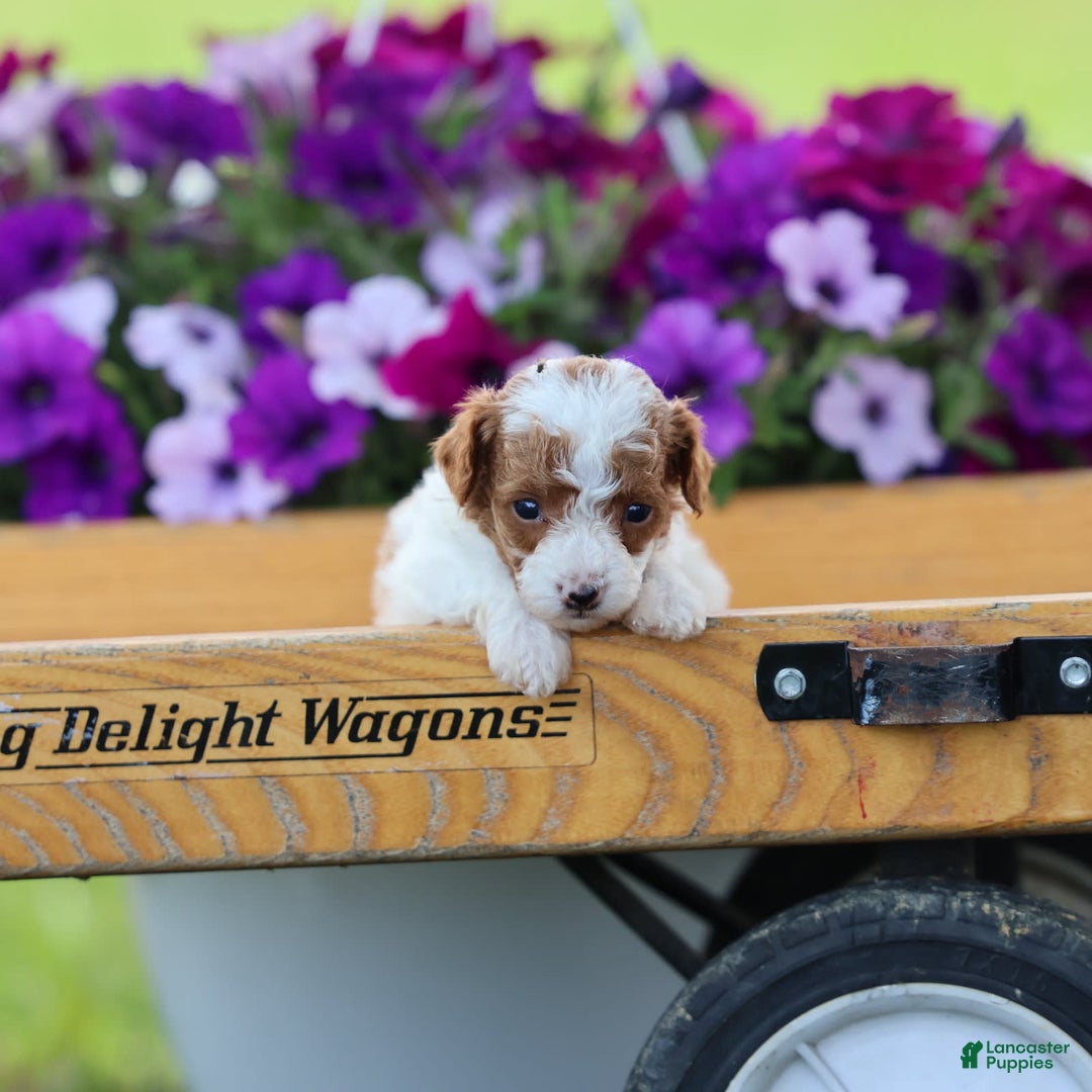 Toy Poodle dogs for sale: Rolex - Image 1