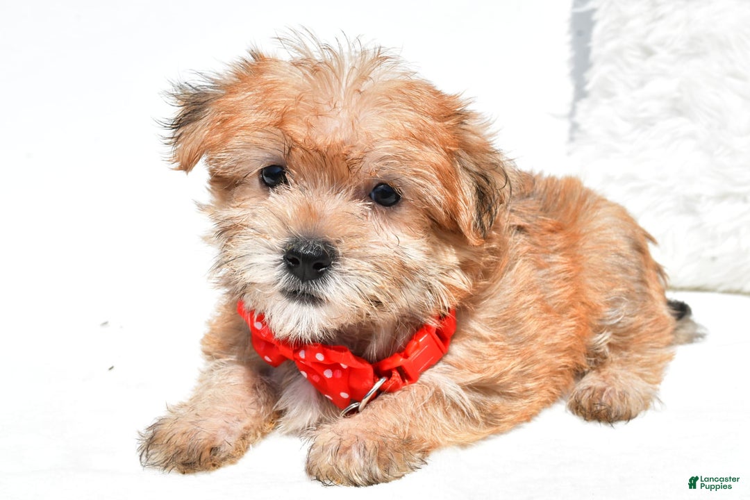 Morkie dogs for sale: Ritz Teacup - Image 4
