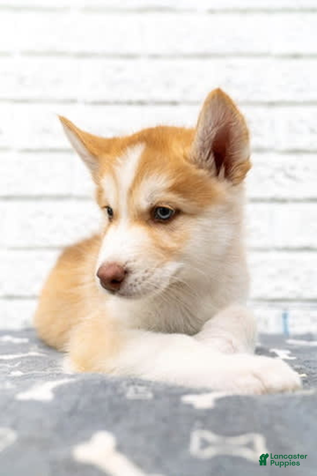 Alaskan Malamute dogs for sale: Chopper - Image 6