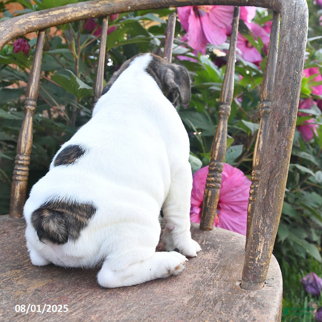 English Bulldog dogs for sale: Allace - Image 4