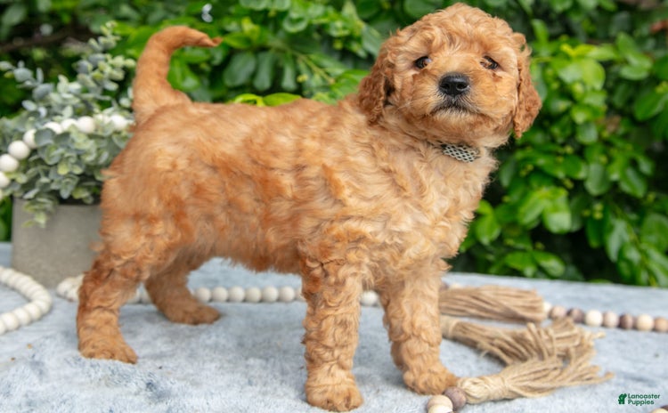 Mini Goldendoodle dogs for sale - Ad 2
