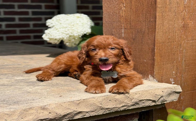 Goldendoodle dogs for sale - Ad 2