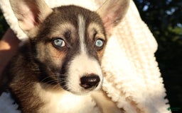 Gerberian Shepsky dogs for sale: Sheba - Image 2