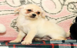 Chihuahua dogs for sale: Chip - Image 4