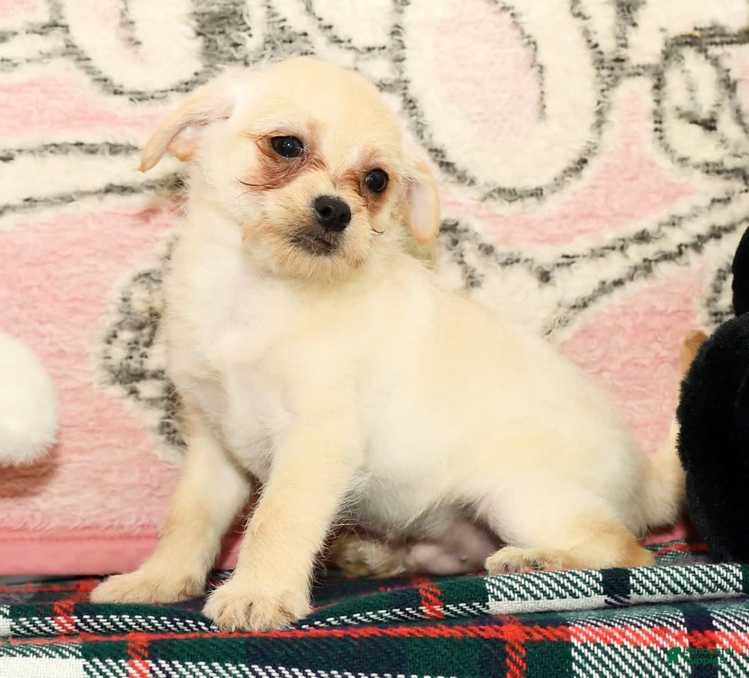 Chihuahua dogs for sale: Chip - Image 4