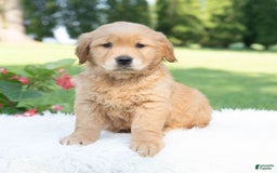 Golden Retriever dogs for sale: Grania - Image 4