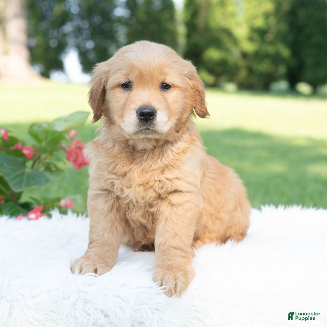 Golden Retriever dogs for sale: Grania - Image 4