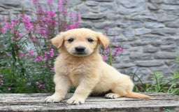 Golden Retriever dogs for sale: Lily - Image 4