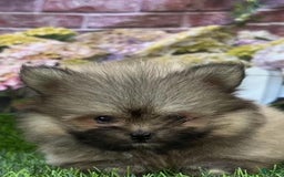 Pomeranian dogs for sale: Danny - Image 1