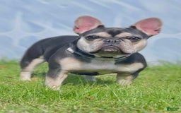 French Bulldog dogs for sale: Marshmallow - Image 3