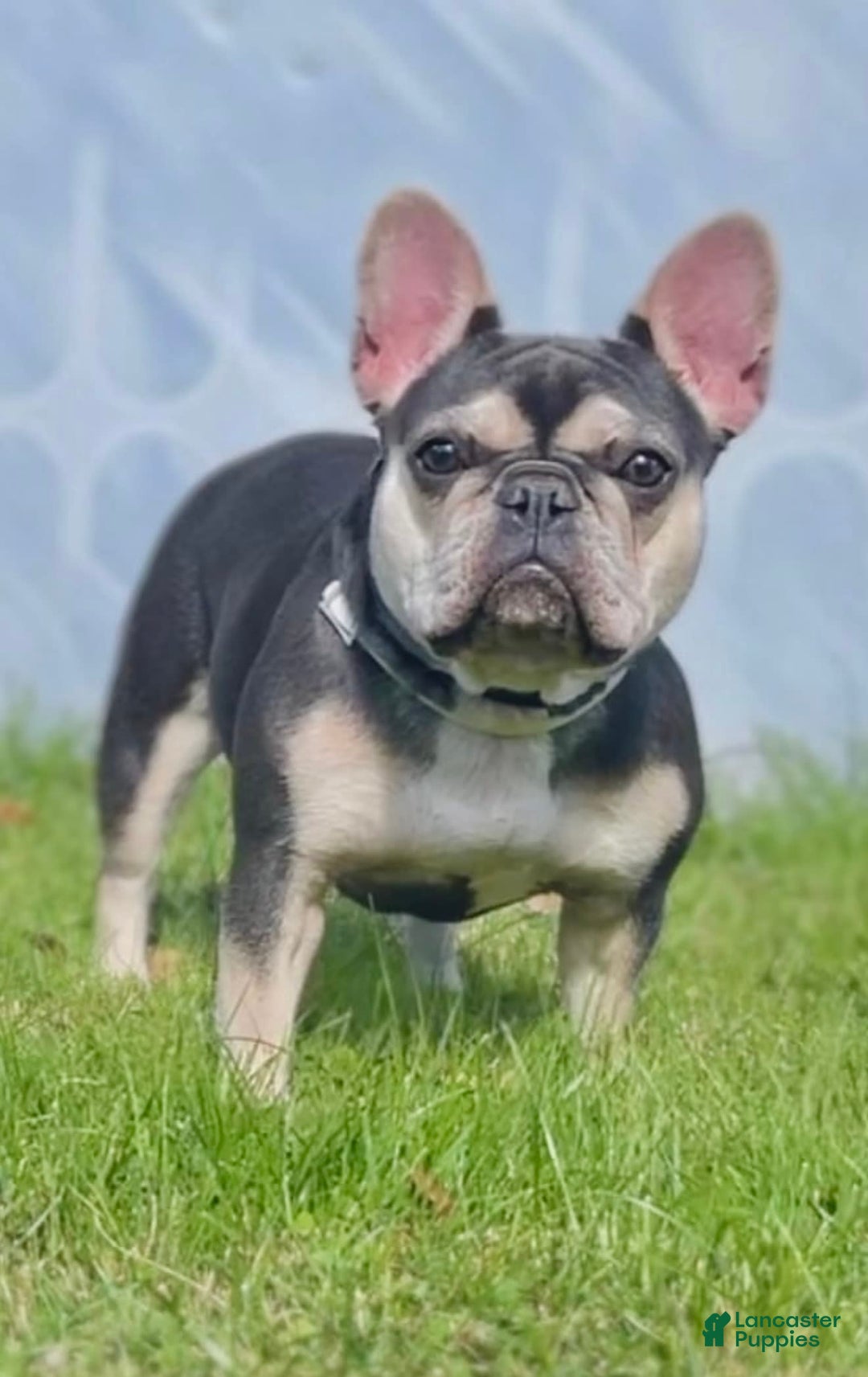 French Bulldog dogs for sale: Marshmallow - Image 3