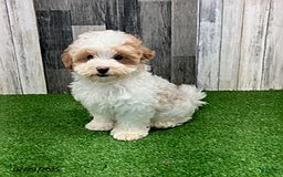 Maltipoo dogs for sale: Jamie - Image 1