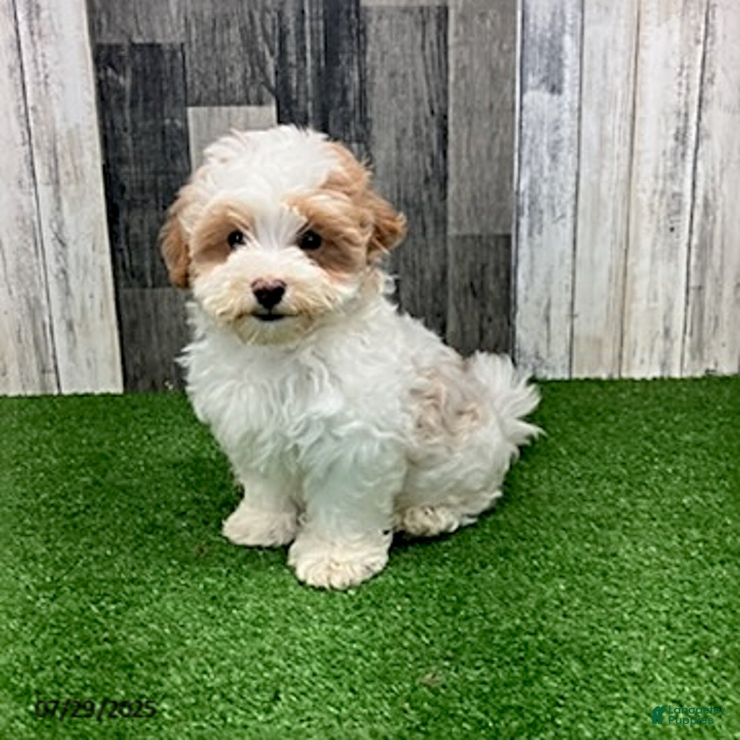 Maltipoo dogs for sale: Jamie - Image 1