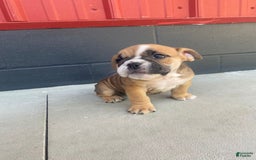 English Bulldog dogs for sale: Diesel - Image 8
