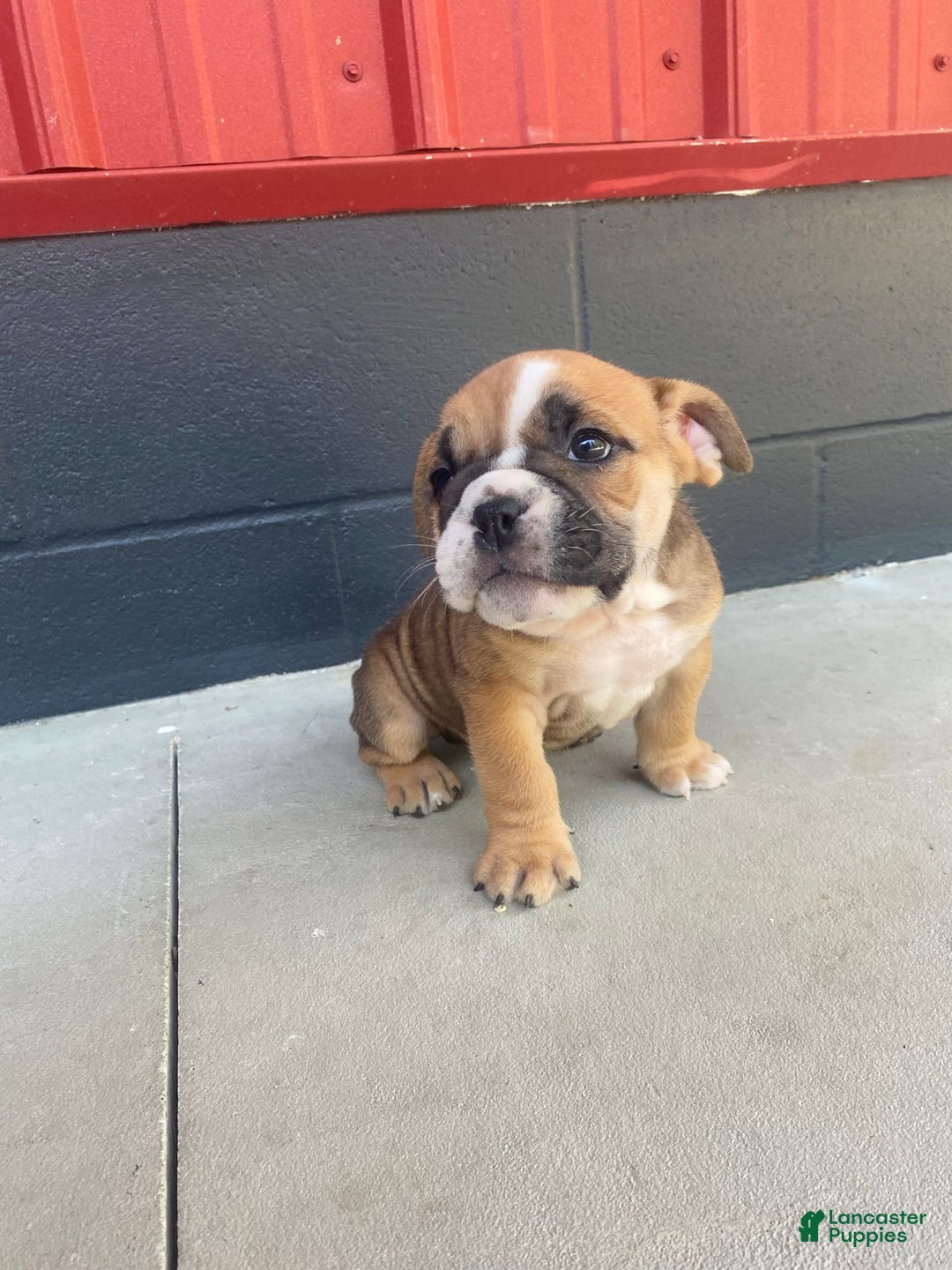 English Bulldog dogs for sale: Diesel - Image 8