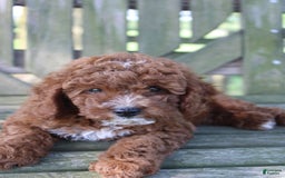 Cavapoo dogs for sale: Sterling - Image 4