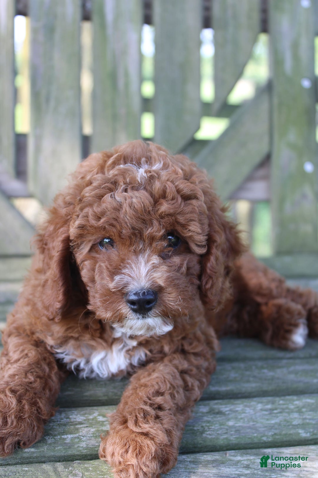 Cavapoo dogs for sale: Sterling - Image 4