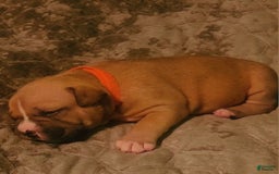 American Bully dogs for sale: National Champion Jack - Image 11