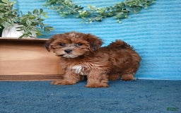 Havanese dogs for sale: Brooke - Image 2