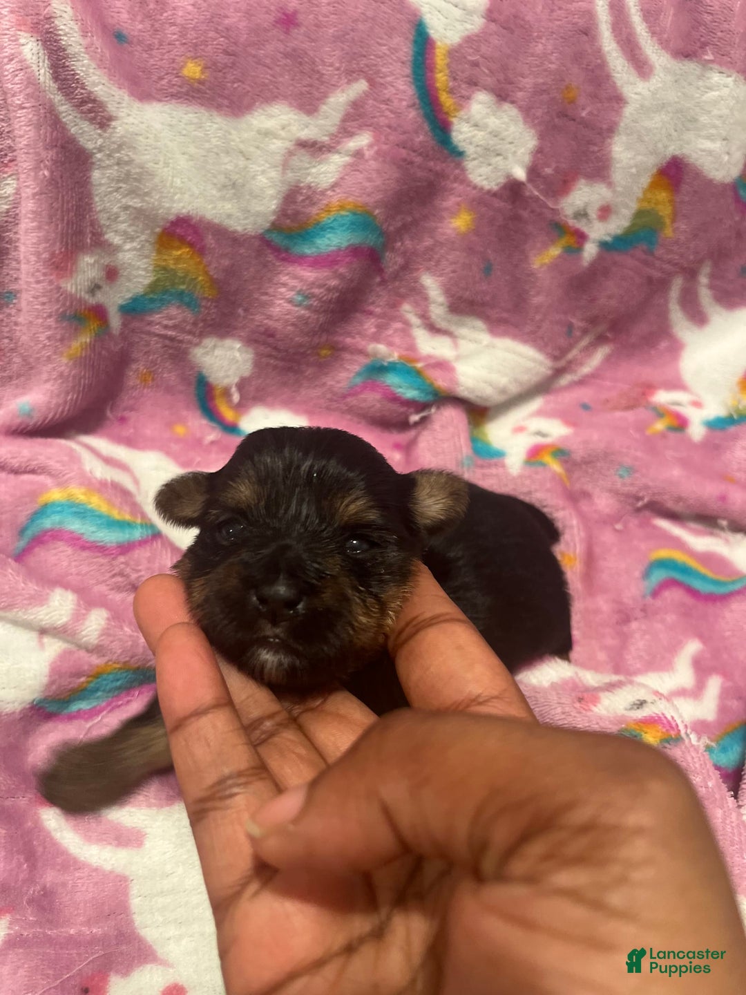 Yorkshire Terrier dogs for sale: Marcie - Image 6