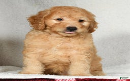 Mini Goldendoodle dogs for sale: Kodak - Image 6