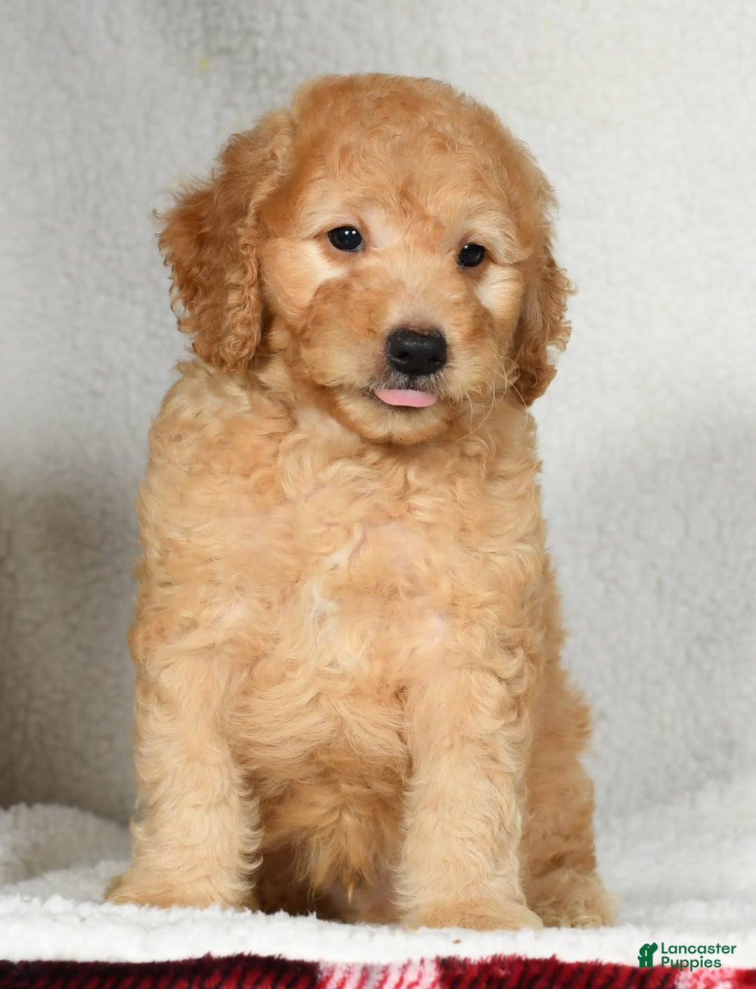 Mini Goldendoodle dogs for sale: Kodak - Image 6