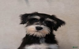 Miniature Schnauzer dogs for sale: Jojo - Image 8